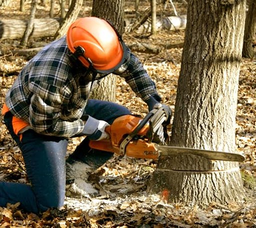 Tree Removal in Mcloud, OK